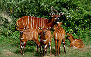 Four bongo calves photographed here with a "nanny." All will be released into the wild near Mount Kenya.