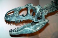 Replica of an Allosaurus fragilis skull.