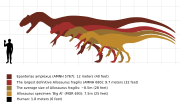 The size range of Allosaurus, compared with a human.