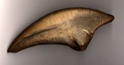 Claw of Allosaurus fragilis.