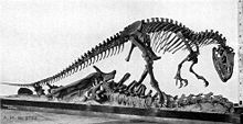 The skeletal mount of AMNH 5753, posed as scavenging an Apatosaurus.