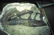 Allosaurus skull from Dinosaur National Monument, still partially encased in matrix.