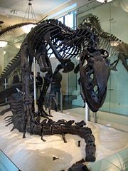 Top view of the skull of a mounted Allosaurus skeleton.