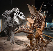 Allosaurus and Stegosaurus skeleton, Royal Ontario Museum.