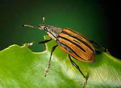 Citrus root weevil, an insect
