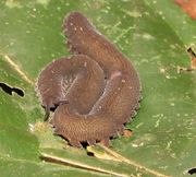 The velvet worm (Onychophora) is closely related to Arthropods
