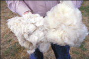 Long and short hair wool at the South Central Family Farm Research Center in Boonesville, Arizona