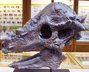 Skull of Pachycephalosaurus at the Oxford University Museum of Natural History.