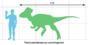 Size comparison of Pachycephalosaurus wyomingensis and a human.