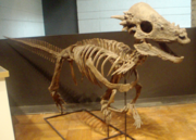 A Pachycephalosaurus skeleton, on display at the Royal Ontario Museum, Toronto.
