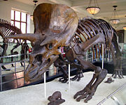 Triceratops skeleton at the American Museum of Natural History in New York City.