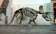 Side view of Triceratops skeleton, Senckenberg Museum.