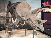 Triceratops prorsus at the Science Museum of Minnesota.