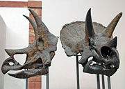 Skulls of Triceratops prorsus in the Senckenberg Museum.