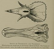 A 1905 chart showing the relatively small brain of a Triceratops (top).
