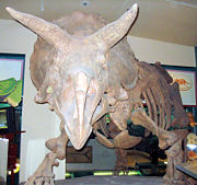 Triceratops head from the front