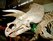 Triceratops head from the side