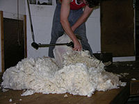 Fine Merino shearing Lismore, Victoria