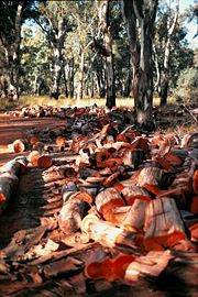 A pile of firewood logged from the Barmah Forest in Victoria.