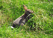 A European Rabbit afflicted by Myxomatosis in England.