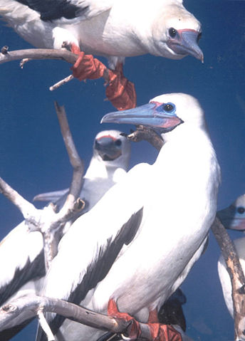 Image:Red-footed booby.jpg