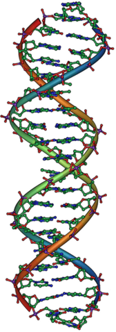 Image:DNA Overview2.png