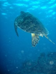 Green sea turtle on the Great Barrier Reef