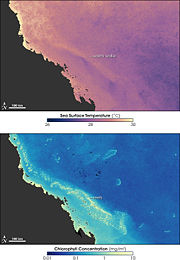Sea temperature and bleaching of the Great Barrier Reef