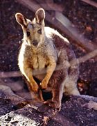 Black-flanked Rock-wallaby (Petrogale lateralis).