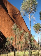 Trees at the base of Uluru.