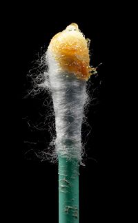 Wet-type human earwax on a cotton swab. In general, removal of earwax with such swabs is not advised.