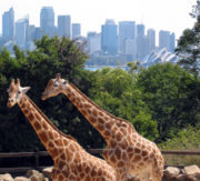 Giraffes at the world famous Taronga Zoo