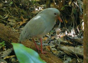 The endemic Kagu bird