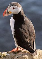 The first puffin nests were found on Surtsey in 2004