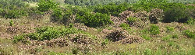 Image:Lantana Invasion of abandoned citrus plantation Sdey Hemed Israel.JPG