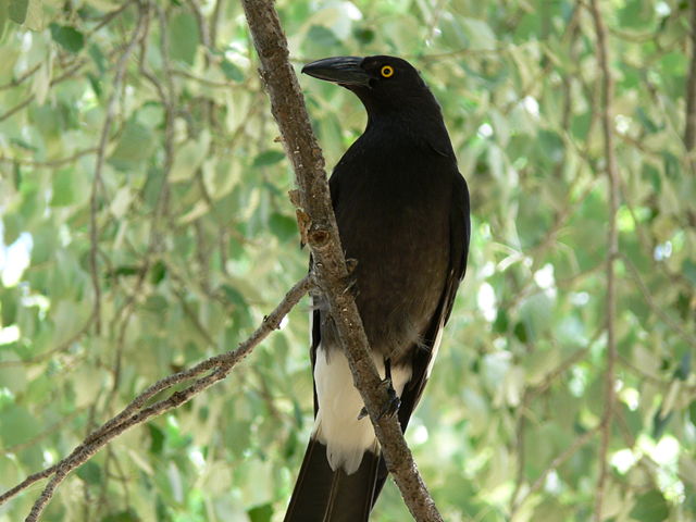 Image:Pied Currawong Beneath.jpg