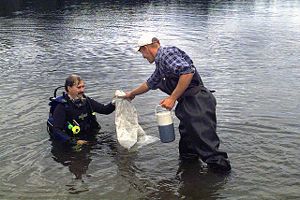 Researchers collect samples of Eurasian Watermilfoil from a lake in Wisconsin.