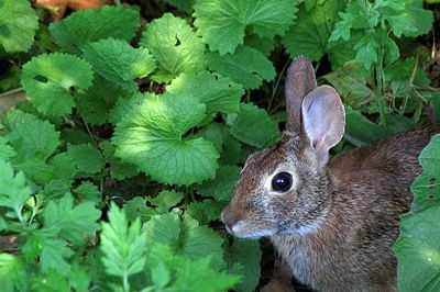 This native Canadian Eastern Cottontail rabbit among non-native plants Garlic Mustard, Mugwort, and Burdock.