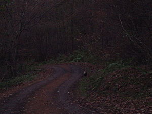 A lone Badger at dusk walking along a country road in the North East of England.