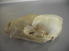 Skull, eurasian badger