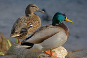 Ducks play a key role in H5N1 spread