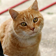 Domestic cats can get H5N1 from eating birds, and can transmit it to other cats and possibly to people.