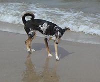 A mixed breed with collie-whippet characteristics.