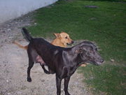 Two mixed breed dogs from Central America