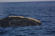 A North Atlantic Right Whale, clearly showing the distinctive callosities and curved mouth