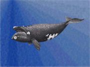 Drawing of a North Pacific Right Whale