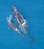 A female North Atlantic Right Whale with her calf.