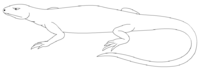The early reptile Hylonomus