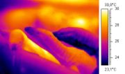 Thermographic image of a monitor lizard.