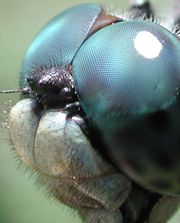 The compound eyes of a dragonfly
